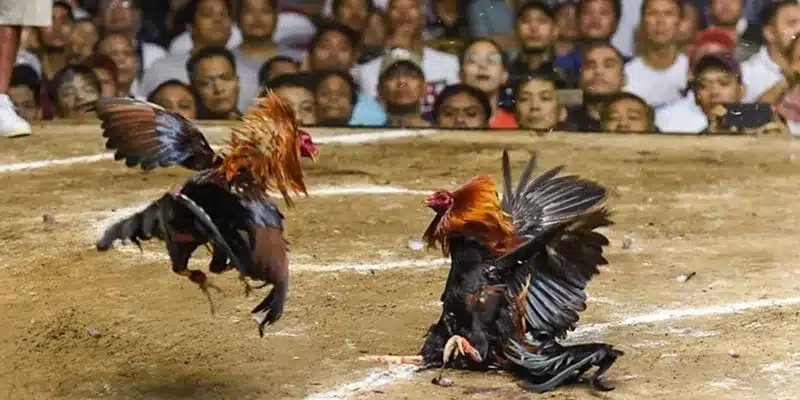 Nhà cái đang phát trực tiếp nhiều trận chọi gà gay cấn