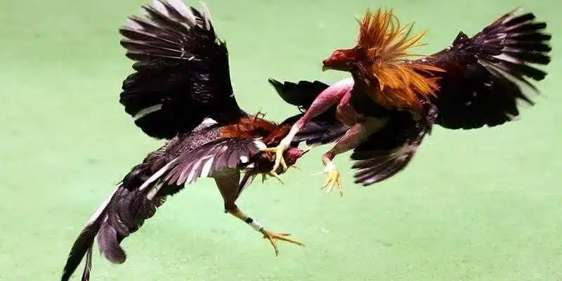 Cách vào tiền toàn thắng trong gà đá tre