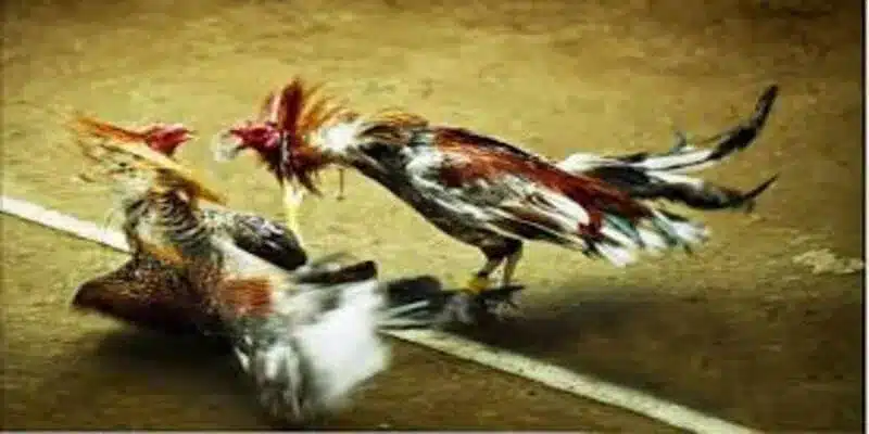 Con gà nào không còn khả năng thi đấu là thua cuộc
