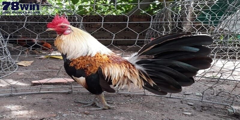 Chiến binh thuộc dòng chuối nhiều người săn đón