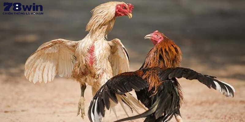 Chuối nâu có tinh thần thi đấu bất tử