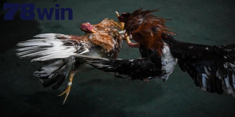 Đọc lịch sử trước đó của các chiến kê và lựa chọn loại kèo hợp lý