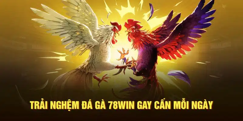 Trải nghiệm đá gà 78Win gay cấn mỗi ngày